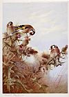Archibald Thorburn Canvas Paintings - Goldfinches on Thistles